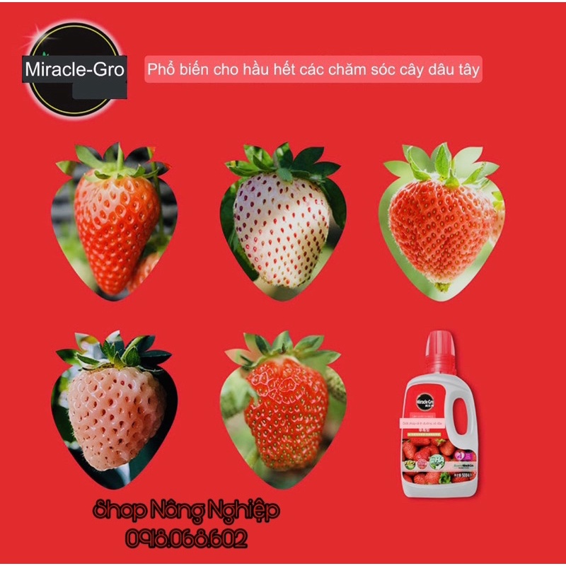 Dung dịch dinh dưỡng chuyên dùng cho cây Dâu Tây, chai 250ml