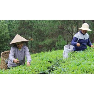 1 kg chè búp Trung Du xứ Lạng