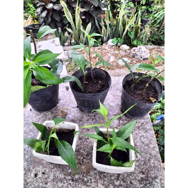 RAU LỦI TƯƠI  GIA LAI - ĐẶC SẢN TÂY NGUYÊN