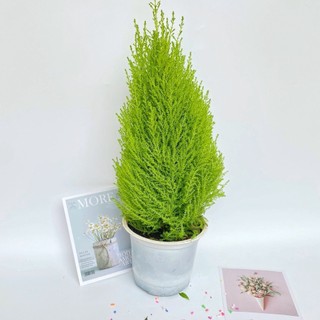 Cây tùng thơm, cây noel, cao 50cm  cây hương thơm, thanh lọc không khí và mang đến tài lộc