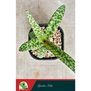 Sen đá hồ lô (Silver Squill)