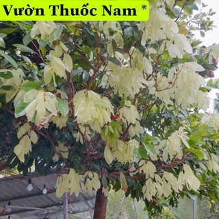 cây lụa miền tây cây đọt lụa làm giống