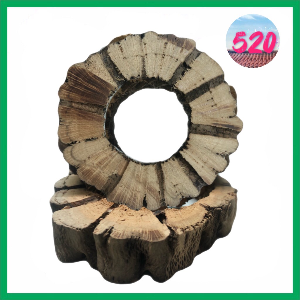 Lũa Cholla Teddy Bear loại cắt lát/ cắt khoanh/ cắt khúc