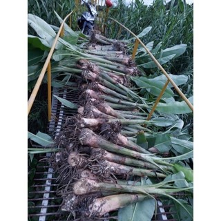 Cây giống chuối sáp nghệ