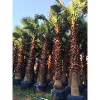 Hạt giống cây cọ mỹ ( Pritchardia filifera ) - 3 hạt (TẶNG gói kích thích hỗ trợ hạt nảy mầm)