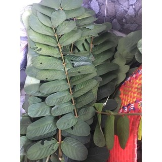 Lá muồng trâu 500gram