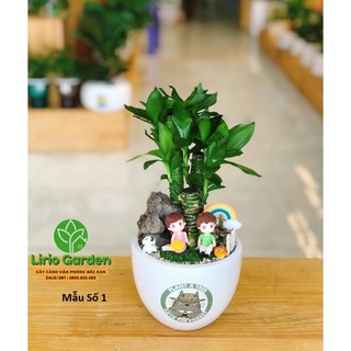 [ Quà Tặng Kèm ] Cây trúc phú quý