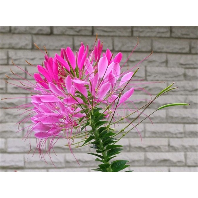 (Gói 100 gram - 10000 hạt)Hạt Giống Hoa Túy Diệp -Hoa Nở Siêu Đẹp &amp; Dễ Trồng-Tổng kho hạt giống giá rẻ