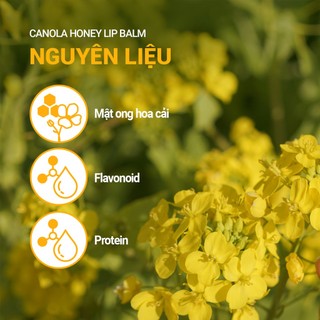 Son dưỡng Innisfree Canola / Green Tea