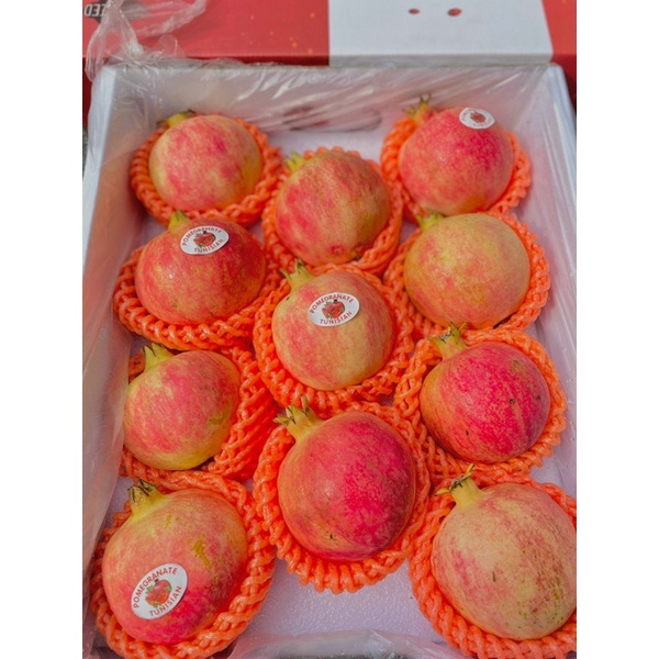 Lựu Thái, Tunisia size 6,7,8  - Hàng mới