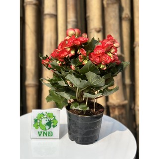 Chậu hoa Thu Hải Đương màu hồng Borias chỉ giao TP.HCM