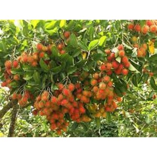 Cây chôm chôm thái trưởng thành cao 1,5 m