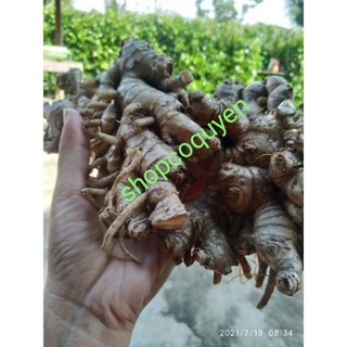 củ gừng gió tươi 1 ký