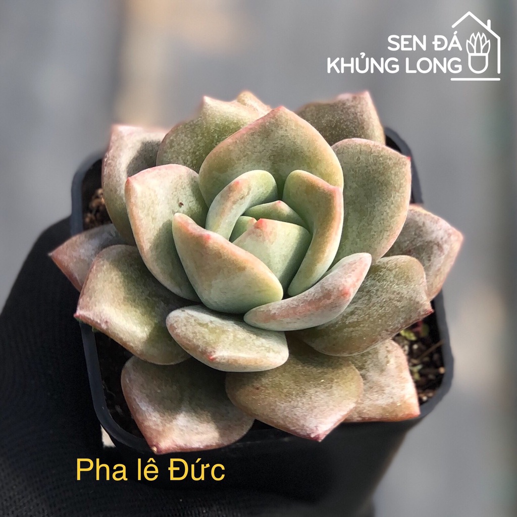 Sen Đá pha lê Đức - echeveria german champagne