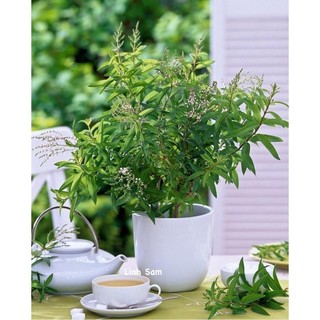 Cây sả chanh pháp thơm mát đuổi muỗi và dùng ăn uống