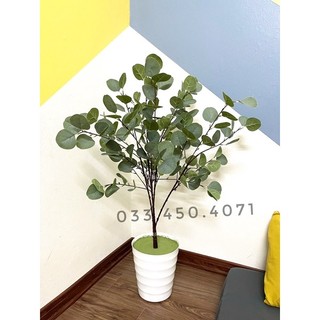 Combo cây bạch đàn kèm chậu