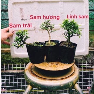 3 loại bon sai mini, giỏ đựng phân,bonsai mini, bonsai ghép tiểu cảnh, sam hương, cây bonsai mini