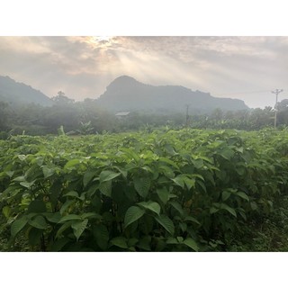 hom chè khổng lồ