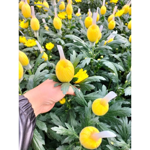 1KG LƯỚI BAO HOA CÚC, LƯỚI CHÙM HOA