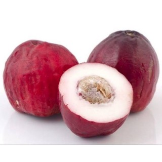 Cây giống mận điều đỏ ( cao 20 - 40cm )