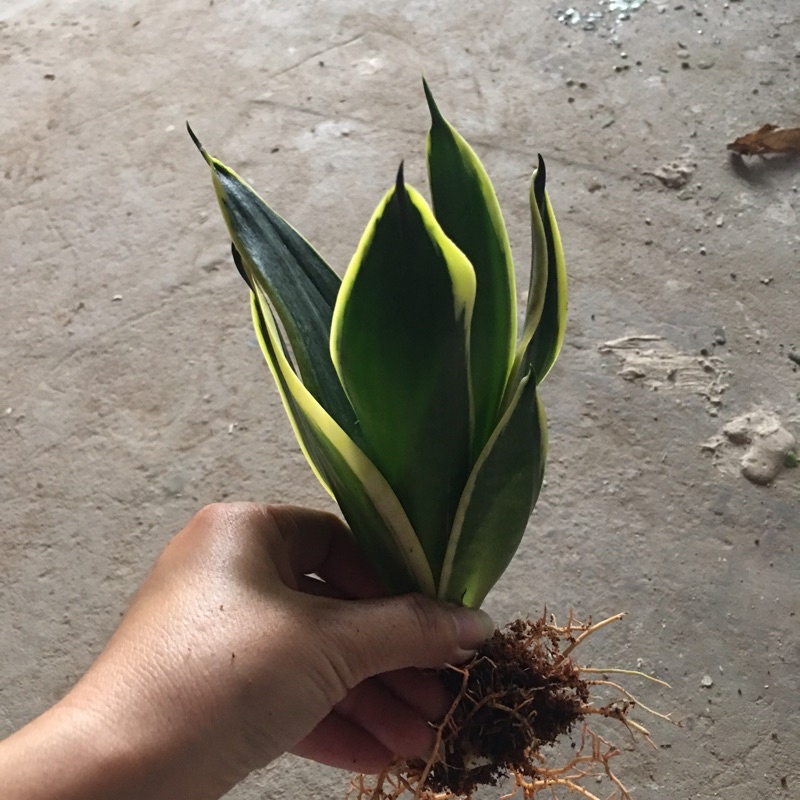 Combo 3 cây giống lưỡi hổ