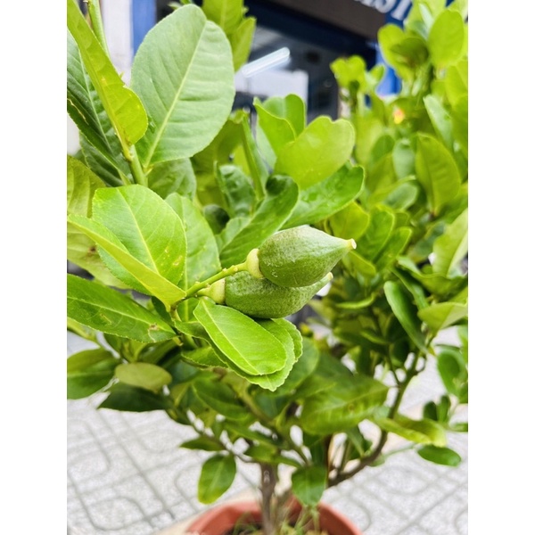 Cây CHANH MỸ, Chanh Quảng Đông TRÁI VÀNG gốc to khoẻ