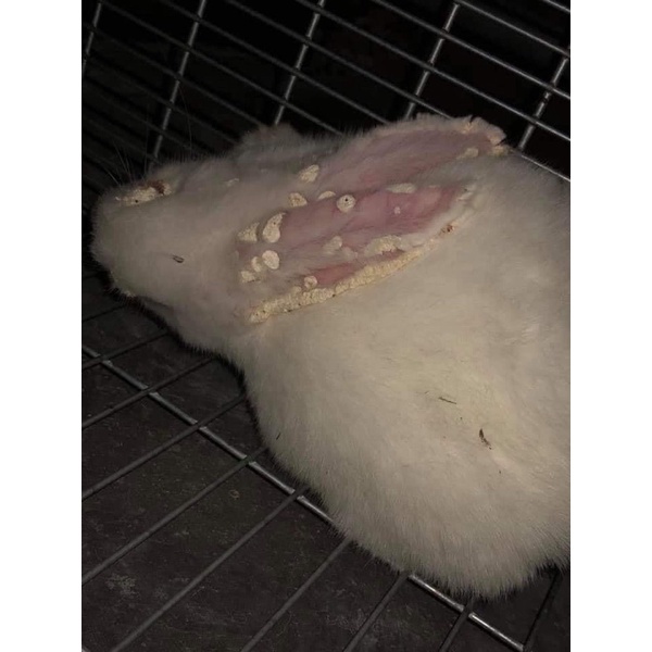 Chai 1 lit nấm uống nazol