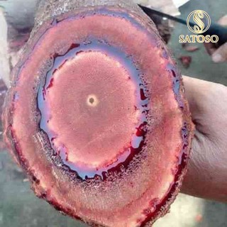 Cỏ máu chuẩn vị nguyên chất