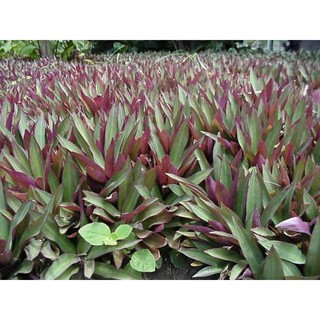 Cây sò huyết Cây tạo cảnh, cây nấu nước sâm mát.10 cây