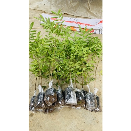 cây mắc mật (móc mật,…) giống 30cm -40cm
