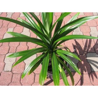 Cây lá dứa / cây lá nếp