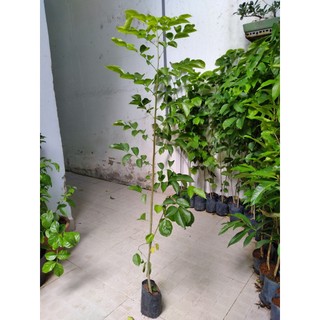 Cây gỗ giáng hương giống -cam kết chuẩn giống