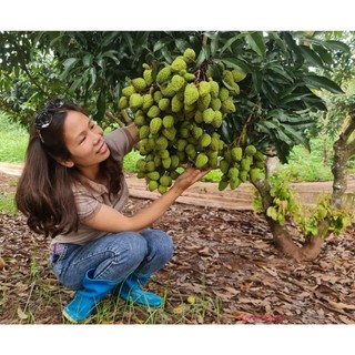 Cây giống vải khổng lồ tứ xuyên