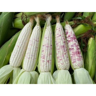 Hạt giống Bắp (Ngô) đủ loại (Nữ Hoàng Đỏ, Nếp Nù, Tím, Bắp Ngọt...)