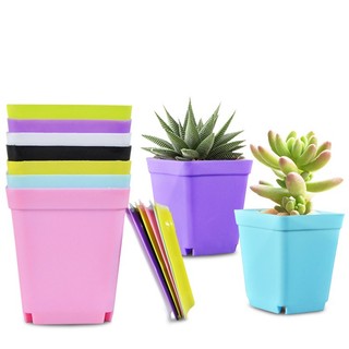Chậu nhựa vuông trồng cây mini, kích thước 7x8x5cm