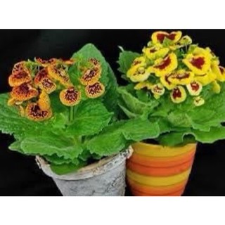Củ hoa Huyền sam hoa tết
