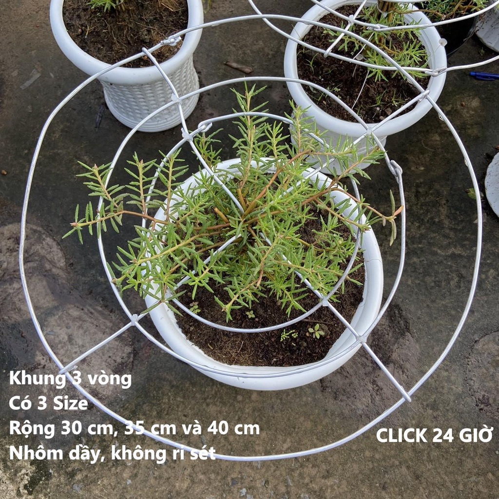 Khung Giá Đỡ Tạo Hình BonSai Hoa Mười Giờ , Cây Cảnh Khung BonSai Không Rỉ Sét Tạo Dáng Cây Cảnh 0867777377