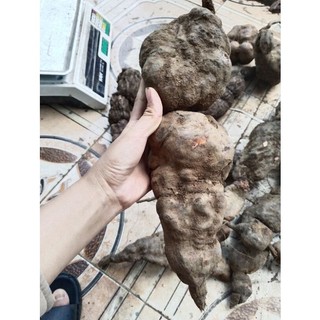 Củ hà thủ ô tươi chuẩn rừng