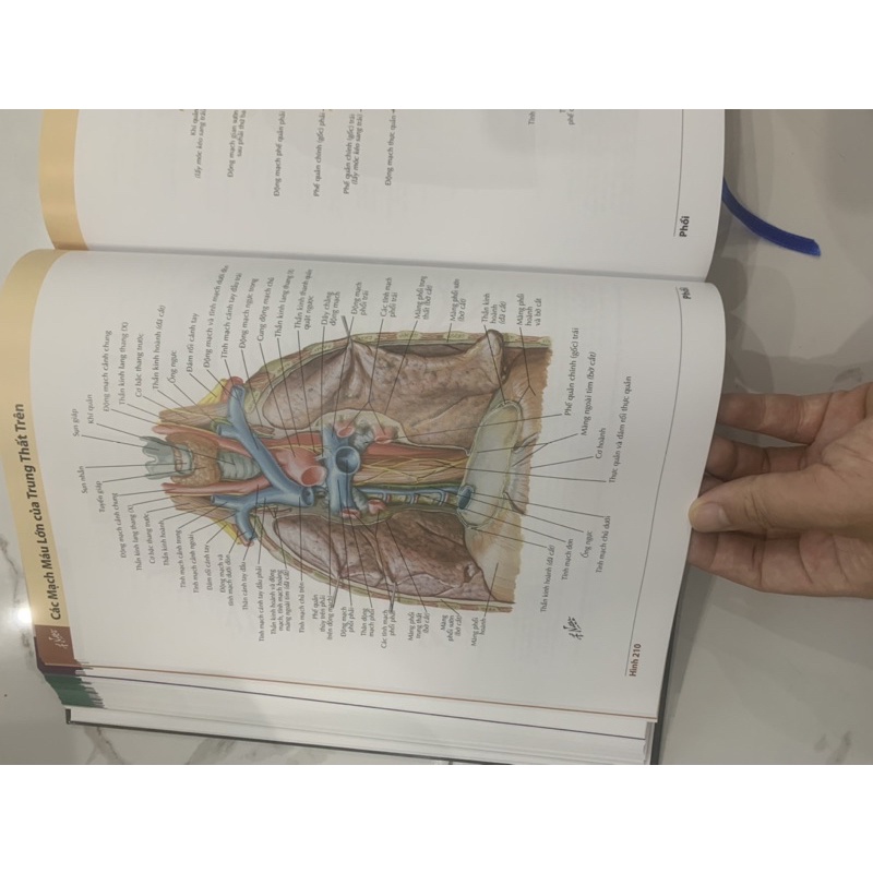 Sách - Atlas giải phẫu người