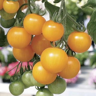 Hạt giống Cà Chua Bi Lùn Vàng / Đỏ ( đã tét độ nảy mầm, shop có bán cây giống cà chua bi lùn )