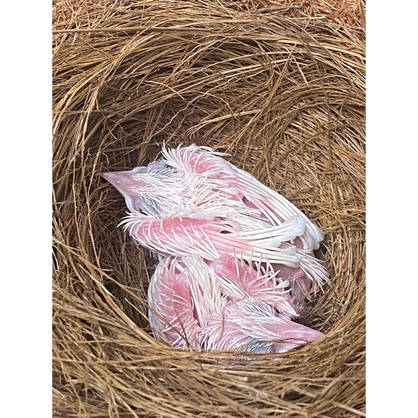 Tổ chim sinh sản cho chào mào