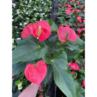 Chậu mềm Hồng môn con- Thích hợp cho các bạn muốn sưu tầm