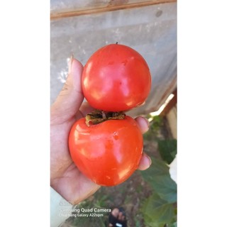 Cây giống hồng nhân hậu