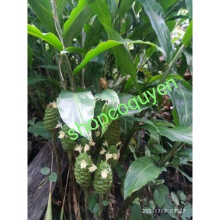 củ gừng gió tươi 1 ký