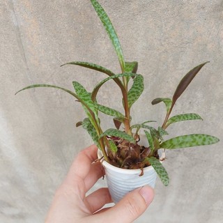 Sen đá hồ lô