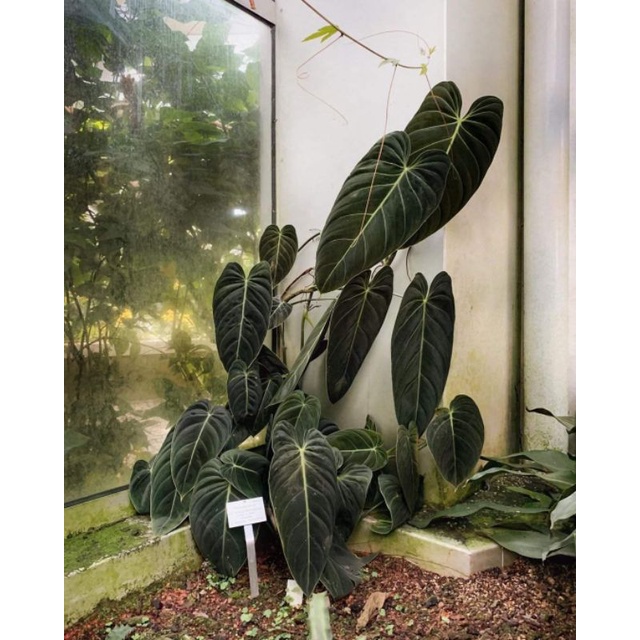 Cây trầu bà Melano - Philodendron Melano