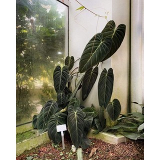 Cây trầu bà Melano - Philodendron Melano
