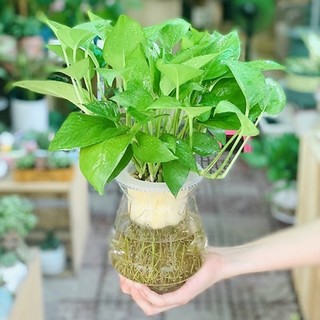 Cây trầu bà trồng thuỷ sinh được