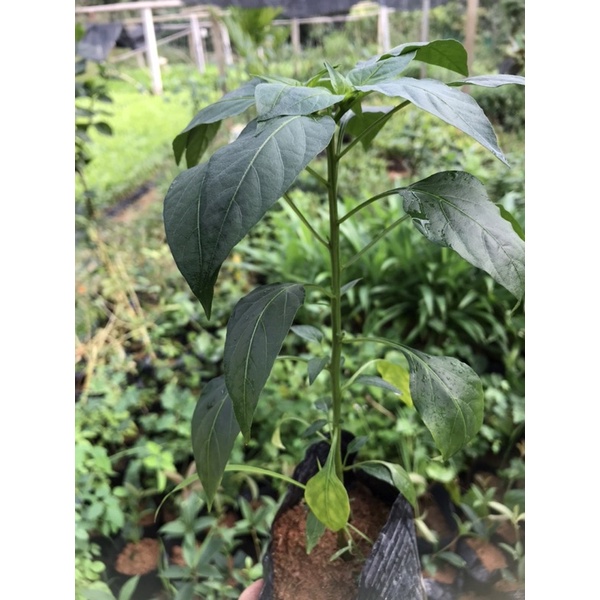 Cây ớt chỉ thiên siêu cay