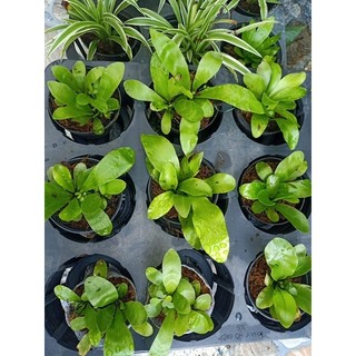 Phụng mini , cây trang trí tiểu cảnh bán cạn